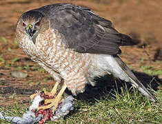 Cooper's Hawk