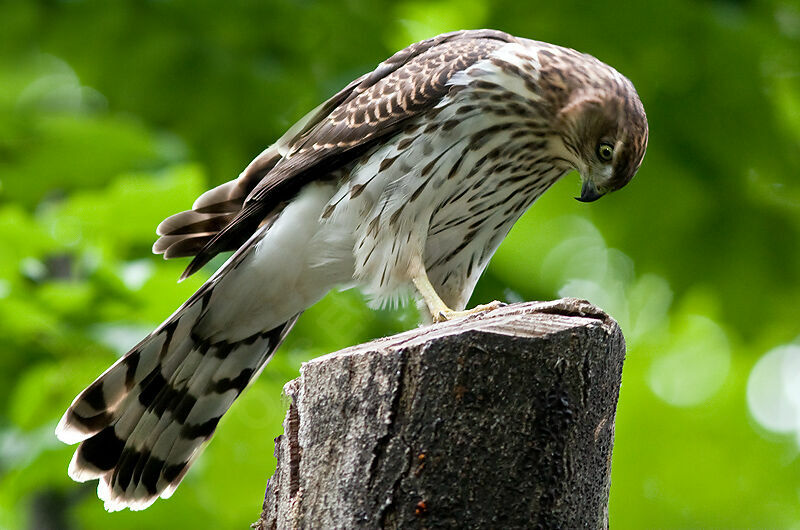 Cooper's Hawkjuvenile