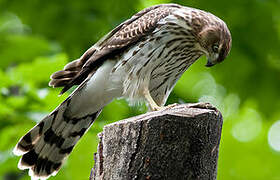 Cooper's Hawk