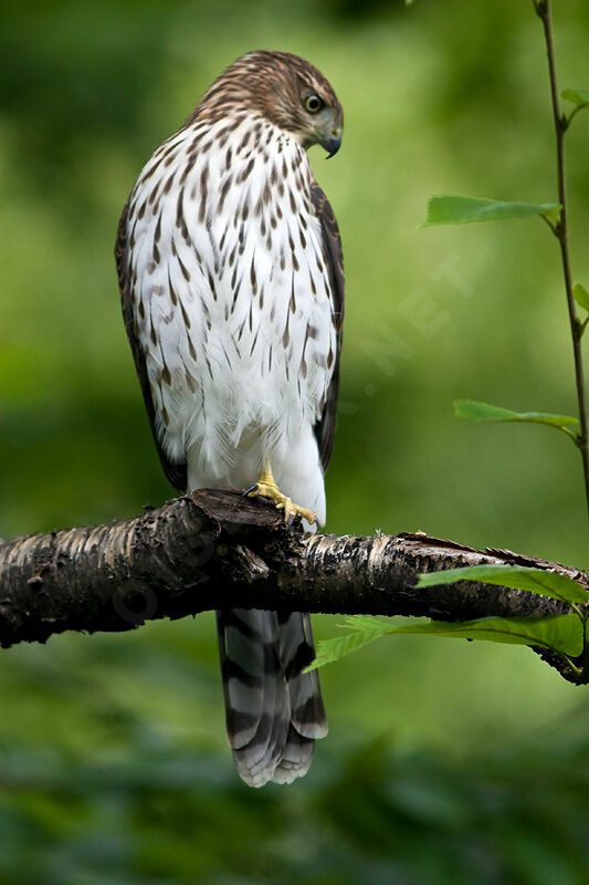 Cooper's Hawkjuvenile