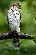 Cooper's Hawk