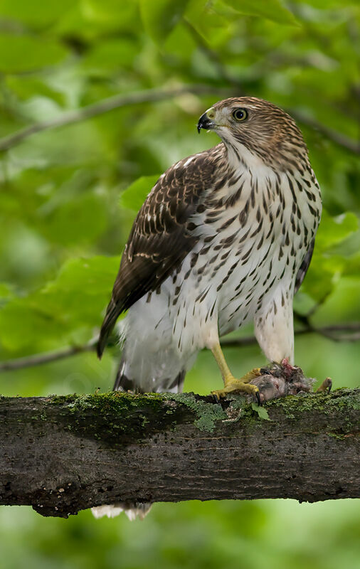 Cooper's Hawkjuvenile