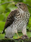 Cooper's Hawk