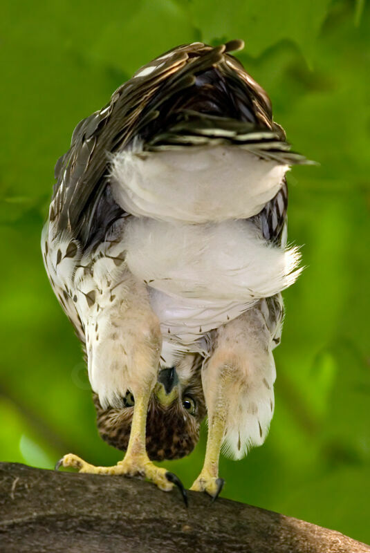 Cooper's Hawkjuvenile