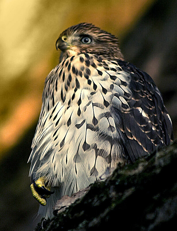 Cooper's Hawk