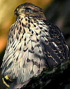 Cooper's Hawk