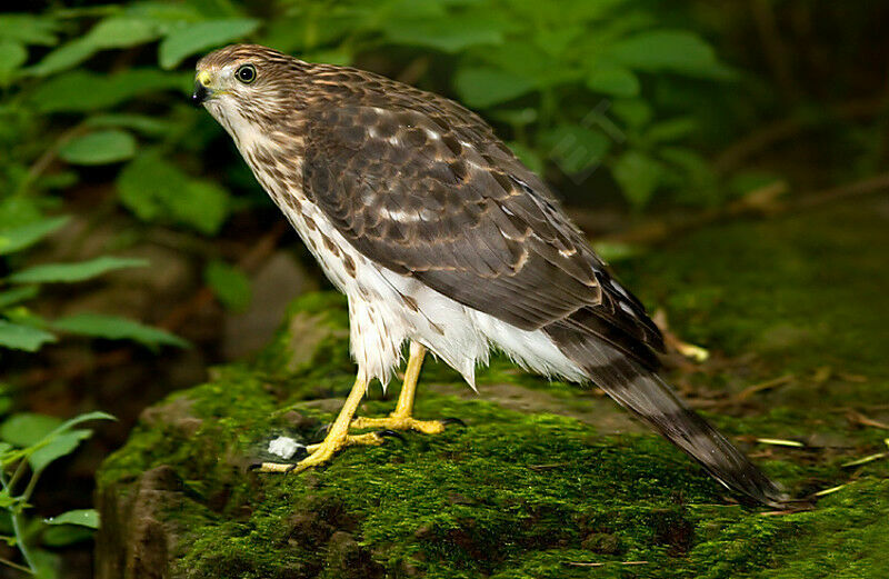 Cooper's Hawkjuvenile