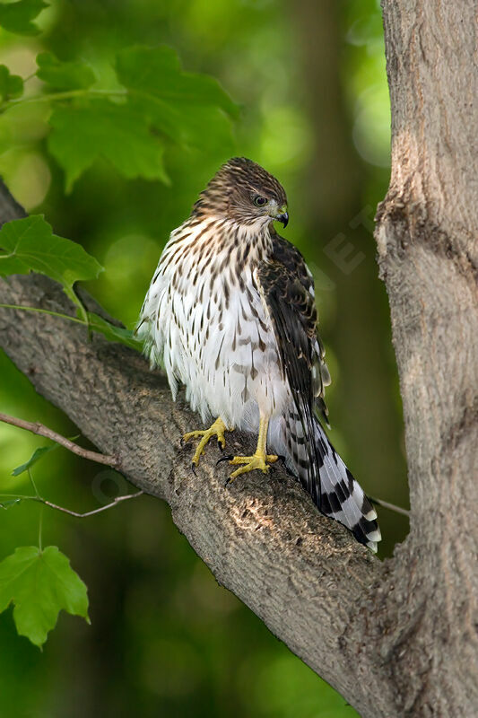 Cooper's Hawkjuvenile