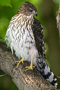 Cooper's Hawk