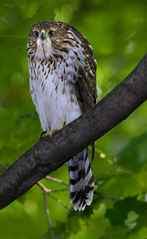 Cooper's Hawkjuvenile