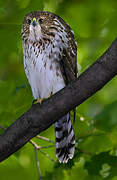 Cooper's Hawk