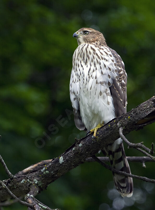 Cooper's Hawkjuvenile