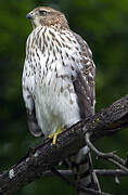 Cooper's Hawk