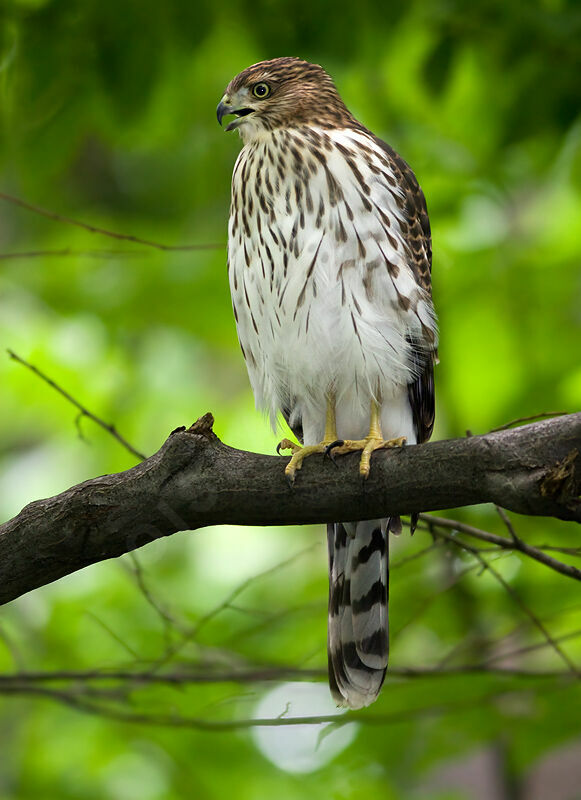 Cooper's Hawkjuvenile