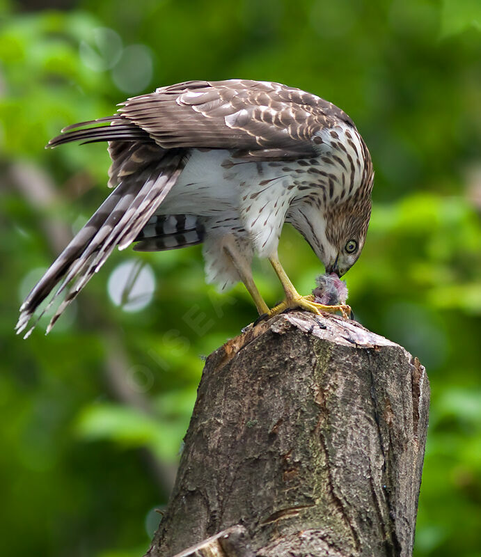 Cooper's HawkFirst year