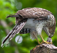 Cooper's Hawk