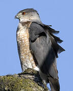 Cooper's Hawk