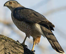 Cooper's Hawk