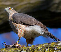 Cooper's Hawk