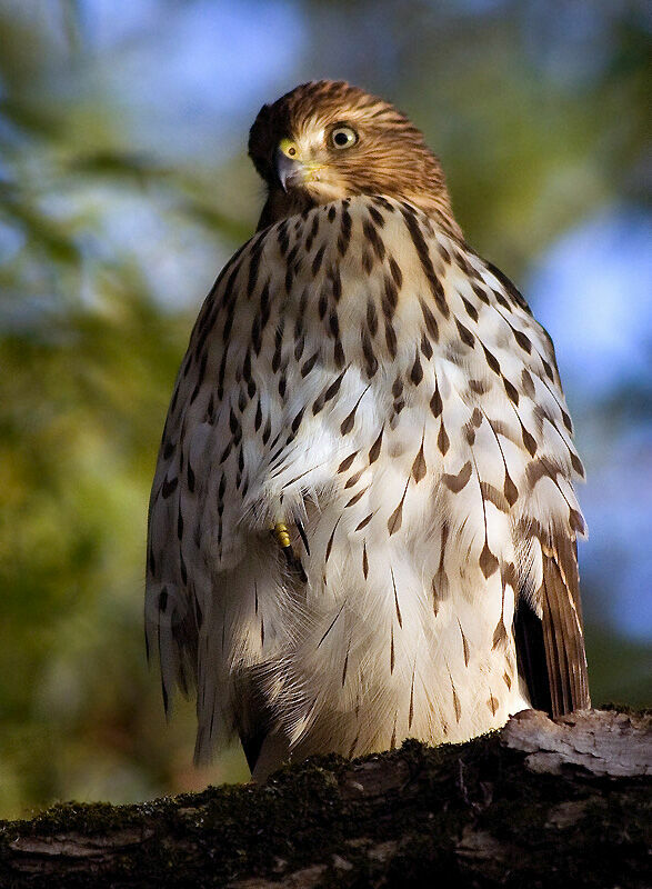 Cooper's Hawk