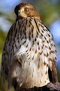 Cooper's Hawk