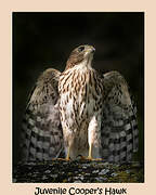 Cooper's Hawk