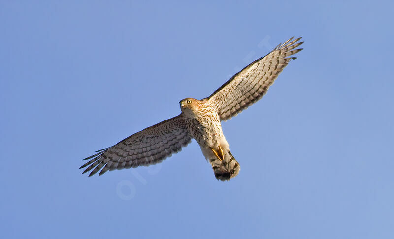Cooper's Hawk, Flight