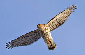 Cooper's Hawk
