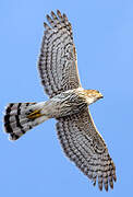 Cooper's Hawk