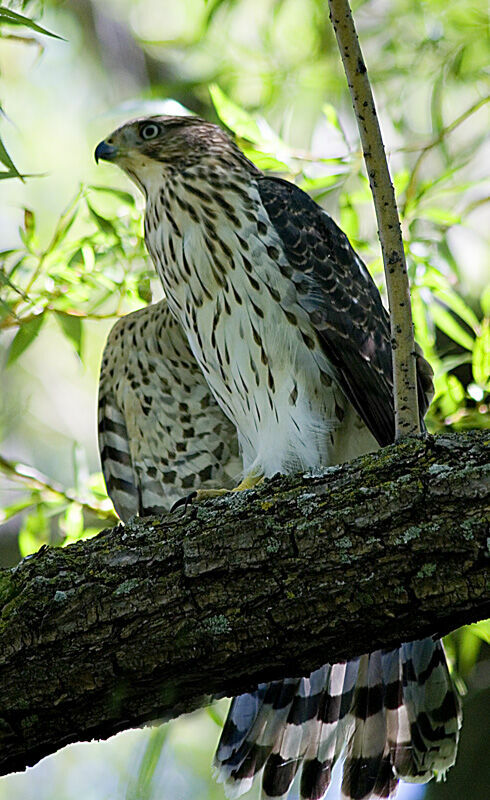 Cooper's Hawk