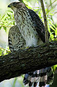 Cooper's Hawk