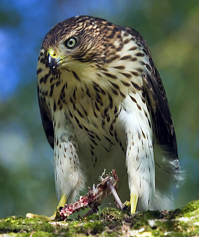 Cooper's Hawk