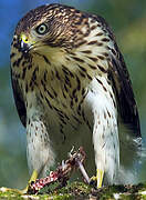 Cooper's Hawk