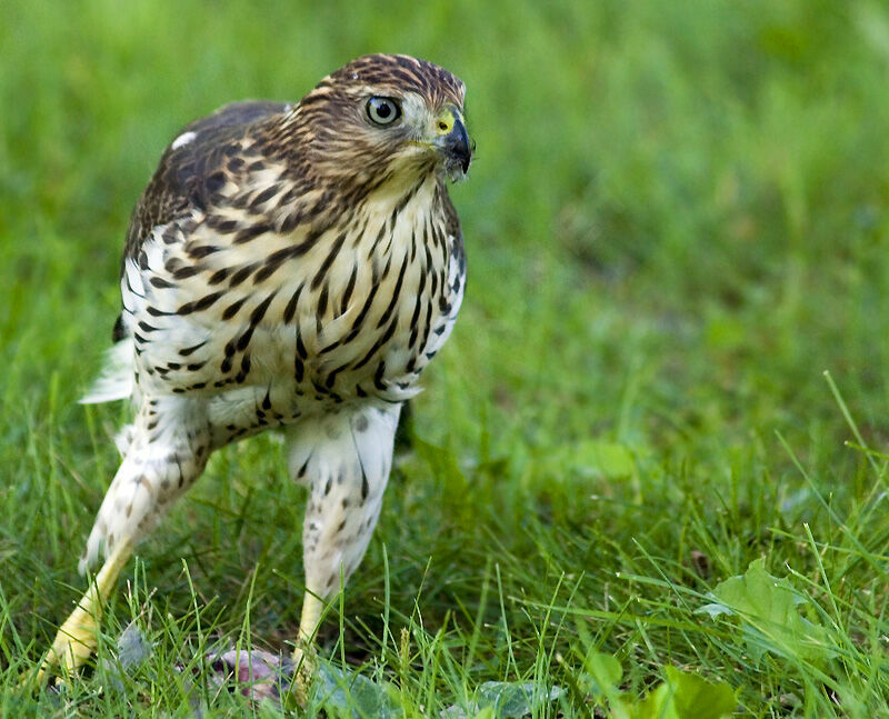 Cooper's Hawk