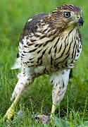 Cooper's Hawk