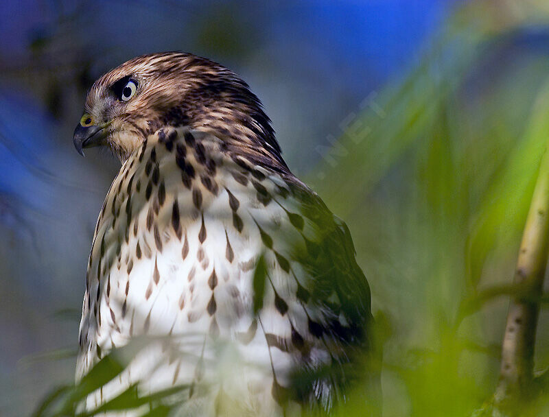 Cooper's Hawk