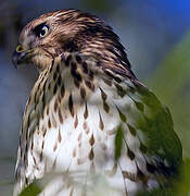 Cooper's Hawk