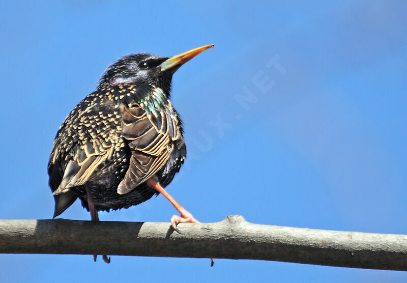 Common Starling