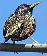 Common Starling