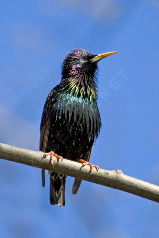 Common Starling