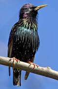 Common Starling