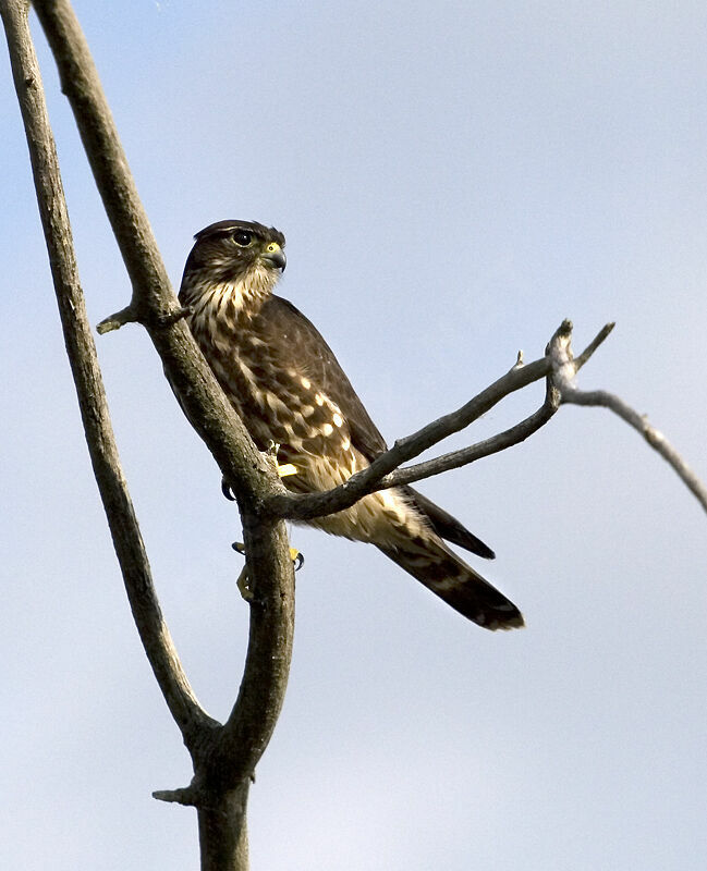 Merlin female adult, identification