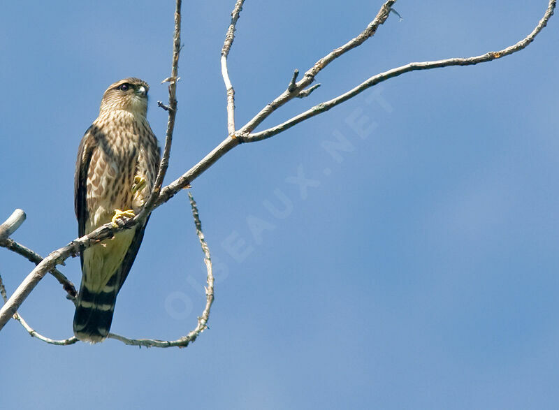 Merlin