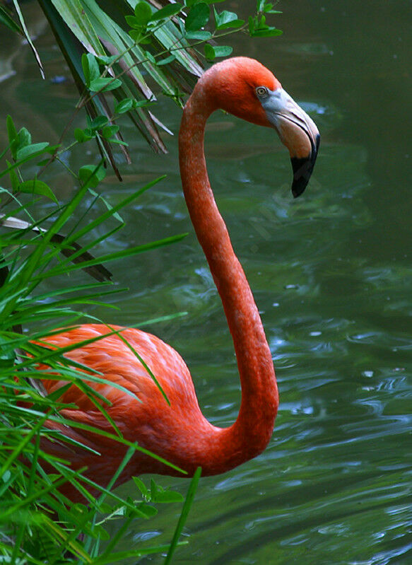 Flamant des Caraïbes