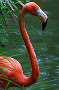 American Flamingo