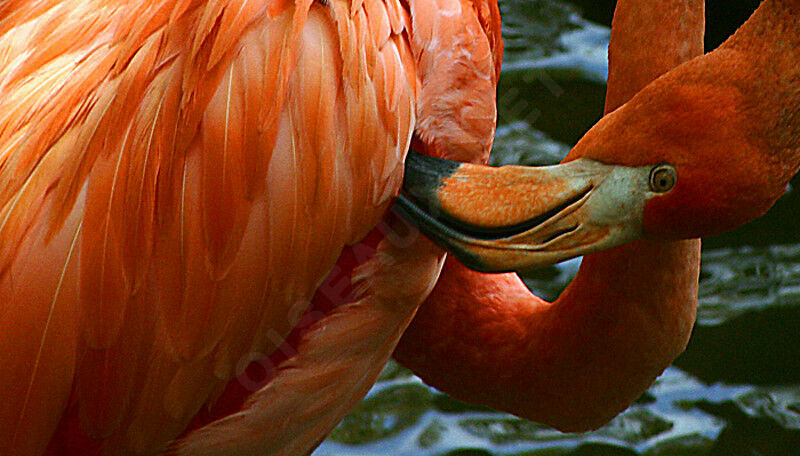 American Flamingo