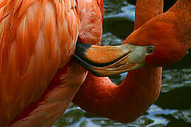 American Flamingo