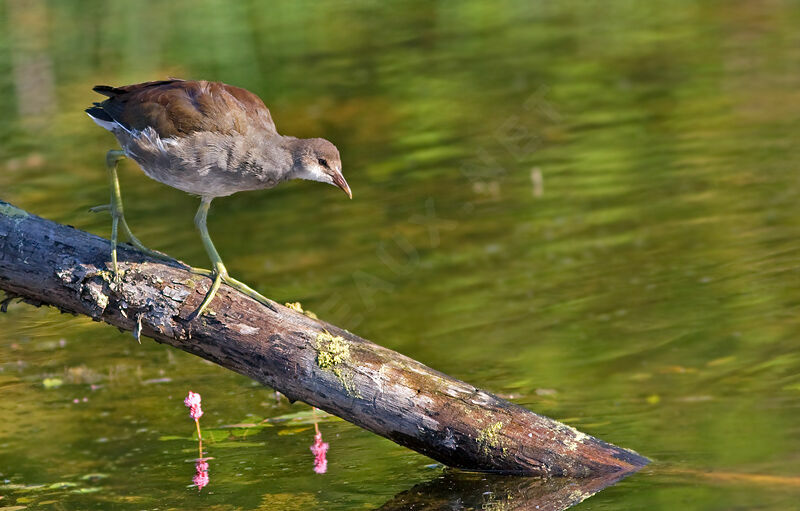 Gallinule d'Amérique1ère année