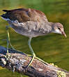 Gallinule d'Amérique