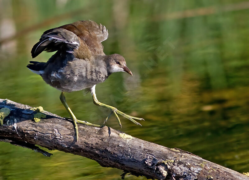 Common Gallinulejuvenile